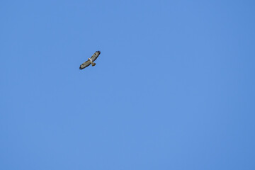 Fliegender Mäusebussard auf der Suche nach Beute