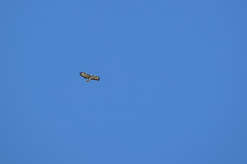 Fliegender Mäusebussard auf der Suche nach Beute