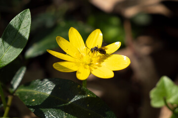 Fototapeta premium Celandine or Spring Buttercup, Ranunculus ficaria L., Ficaria verna L. and insect