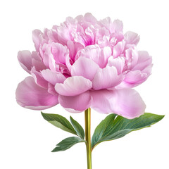 Beautiful peony flower isolated on a transparent background showcasing its delicate petals and vibrant colors, Peony flower isolated on transparent background