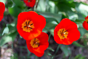 Fototapeta premium Beautiful Red Tulips in close-up on a blurred background