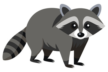 Illustrator of raccoon on white