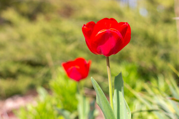 Beautiful Red Tulips in close-up on a blurred background