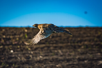 Female pheasant in flight