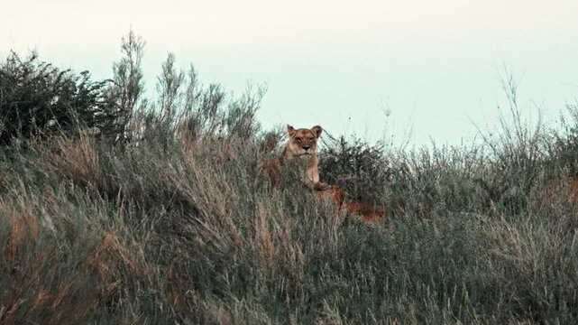 A female lioness laying ontop of a red sand dune in the Kalahari after the rains