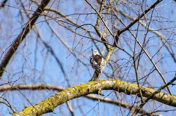 Woodpecker with red crown resting quietly on a mossy tree branch outdoors. Still moment captured from below, calm woodpecker blends into spring forest branches, natural daylight, serene wildlife 