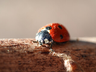 Ladybug