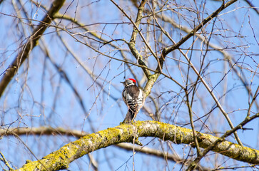 Woodpecker with red crown resting quietly on a mossy tree branch outdoors. Still moment captured...