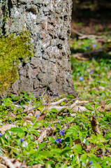 Single purple flower blooming among dry leaves in spring forest undergrowth. Ground-level close-up of vibrant violet blossom breaking through forest floor, peaceful natural emergence scene.