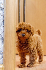 Tiny red toy poodle puppy glances back while standing in room on bright floor. Low indoor angle shows playful puppy pausing, cozy scene with toys, soft lighting, home comfort vibe.