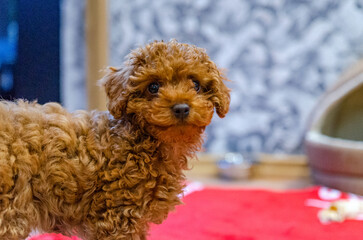 Tiny red toy poodle puppy glances back while standing in room on bright floor. Low indoor angle...