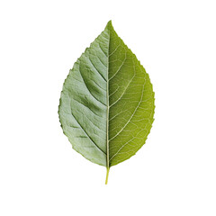 Obraz premium A vibrant green leaf resting on a clean transparent background showcasing its intricate texture and shape in natural light, Green leaf on transparent background