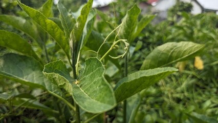 close-up of plants and flowers in the backyard, background, longan, chili, turi flower.