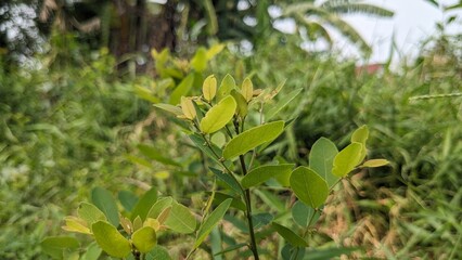 close-up of plants and flowers in the backyard, background, longan, chili, turi flower.
