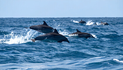Fototapeta premium イルカのジャンプ