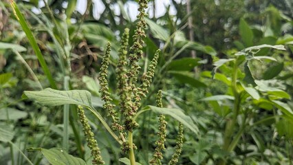 close-up of plants and flowers in the backyard, background, longan, chili, turi flower.