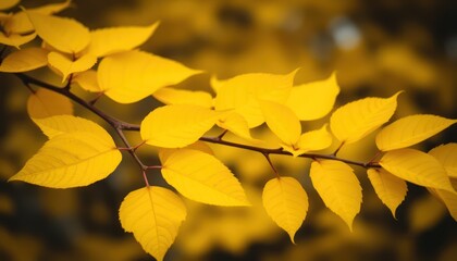 Obraz premium Vibrant autumn leaves on a branch