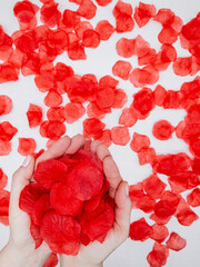 Female hands holding bunch of red rose petals over scattered petals on white background