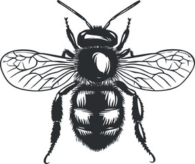 Black and white vector illustration of a detailed bee with wings and antenna on white background