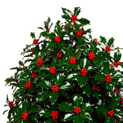 Obraz premium Crimson Holly Berries on Glossy Green Leaves isolated on transparent background Generative AI.
