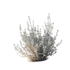 Fototapeta premium Ethereal Silver Bush, Delicate Branches, Intricate Detail isolated on transparent background Generative AI.