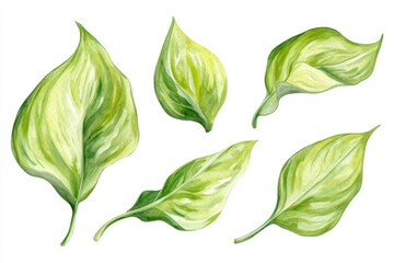 Fototapeta premium A watercolor painting of tropical leaves, specifically a palm leaf, is depicted as a green plant illustration set against an isolated white background, categorized as jungle clipart