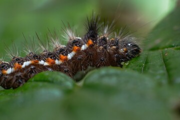 Spiky Caterpillar on Leaf