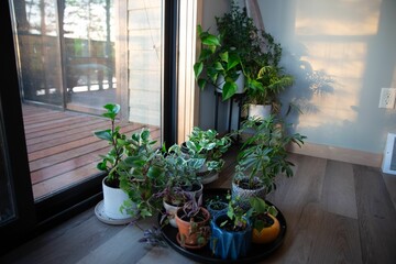 Fototapeta premium Indoor plants by a sunlit window with a wooden deck view.
