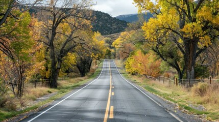 Scenic road lined with blooming trees