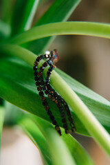 earring on a leaf