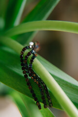 earring on a leaf