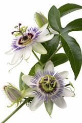 maypop flowers isolated on white background