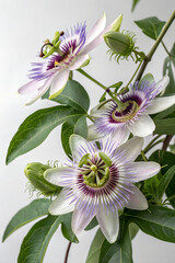 Passionflower flowers isolated on white background