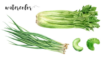 Watercolor Realistic Celery Bunch Illustration, Fresh Vegetables Collection