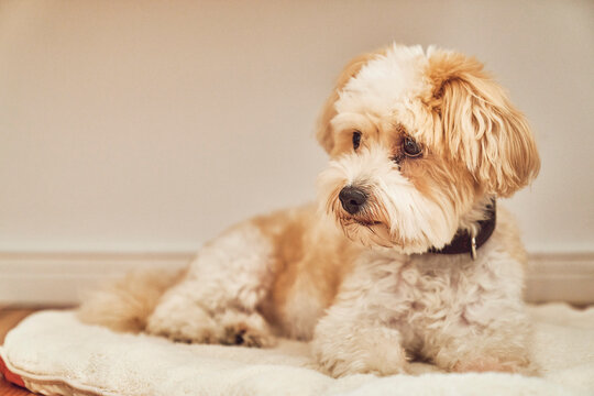 Cute Maltipoo dog laying on dog bed and looking away

