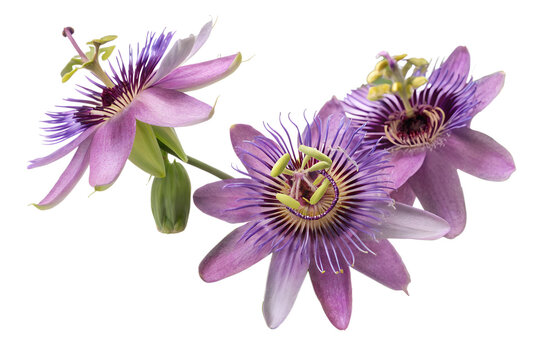 maypop flowers isolated on white background