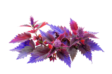 Vibrant Red Purple Nettle Flower Bloom