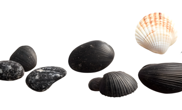 Coquillages et galets noirs sur un fond transparent pour arrière plan.