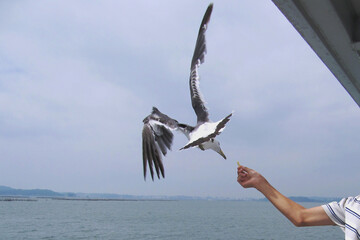 日本：松島／飛びながら手から餌をもらおうとするカモメ／宮城県