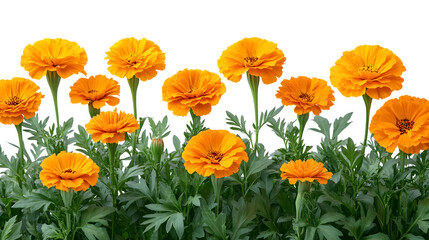 Fototapeta premium Close-up of blooming marigold flowers in bright yellow and deep orange, lush green leaves, isolated on white background