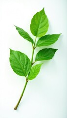 Obraz premium A single branch with leaves isolated on white background, green color, branch and leaf,