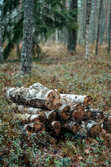 Firewood stacked in the forest
