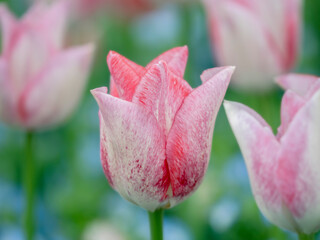春の公園や花壇を彩るチューリップのある風景。自然風景素材