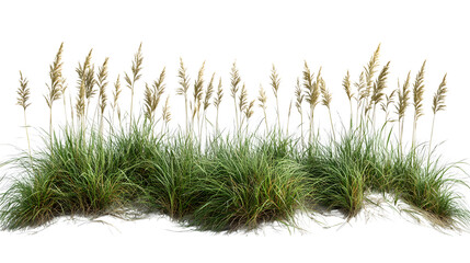 Coastal restoration grass and sea oats forming a natural barrier, isolated on white background
