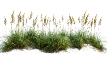 Coastal restoration grass and sea oats forming a natural barrier, isolated on white background