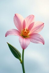 Naklejka premium Delicate flower petals unfolding on a snowy white background, isolated, bloom
