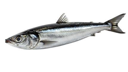 Anchovy fish, silver scales detail, isolated on white background