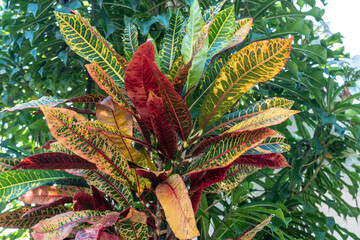 Colorful croton plant with variegated leaves in green, red, and yellow tones growing outdoors © artemstepanov
