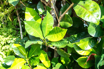 Codiaeum variegatum plant with glossy green and yellow leaves growing in a tropical garden