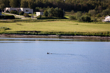 Reindeer swims through a fjord near Trondheim, Norway